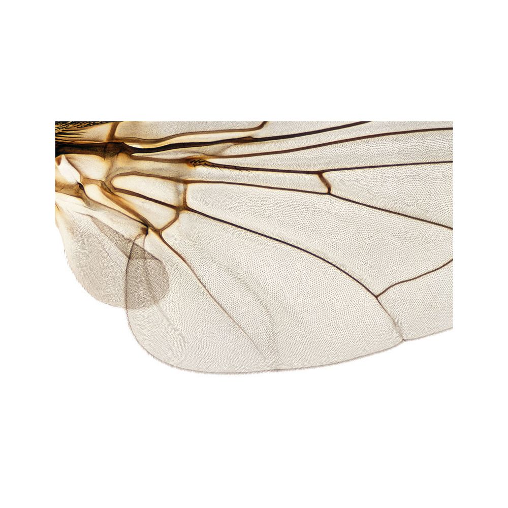Shapingwaves Insects & Swarms – Thomann Ireland