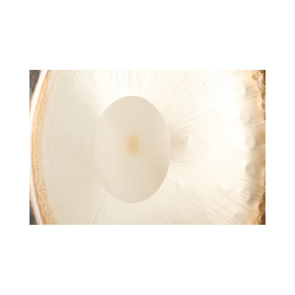 Thomann 32"/81cm Symphonic Gong – Thomann Ireland