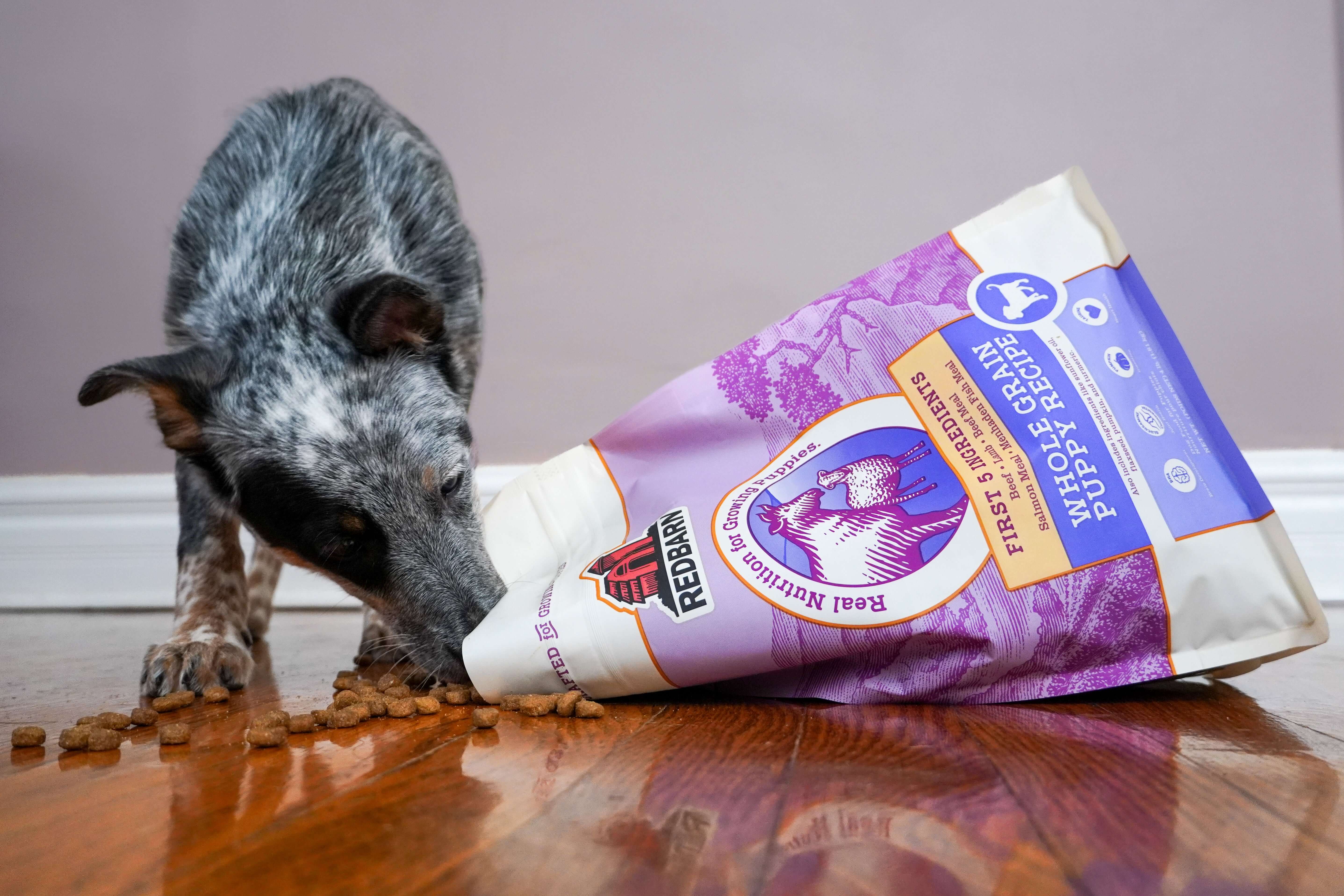 First-Five Kibble Whole Grain Puppy Beef & Lamb Recipe