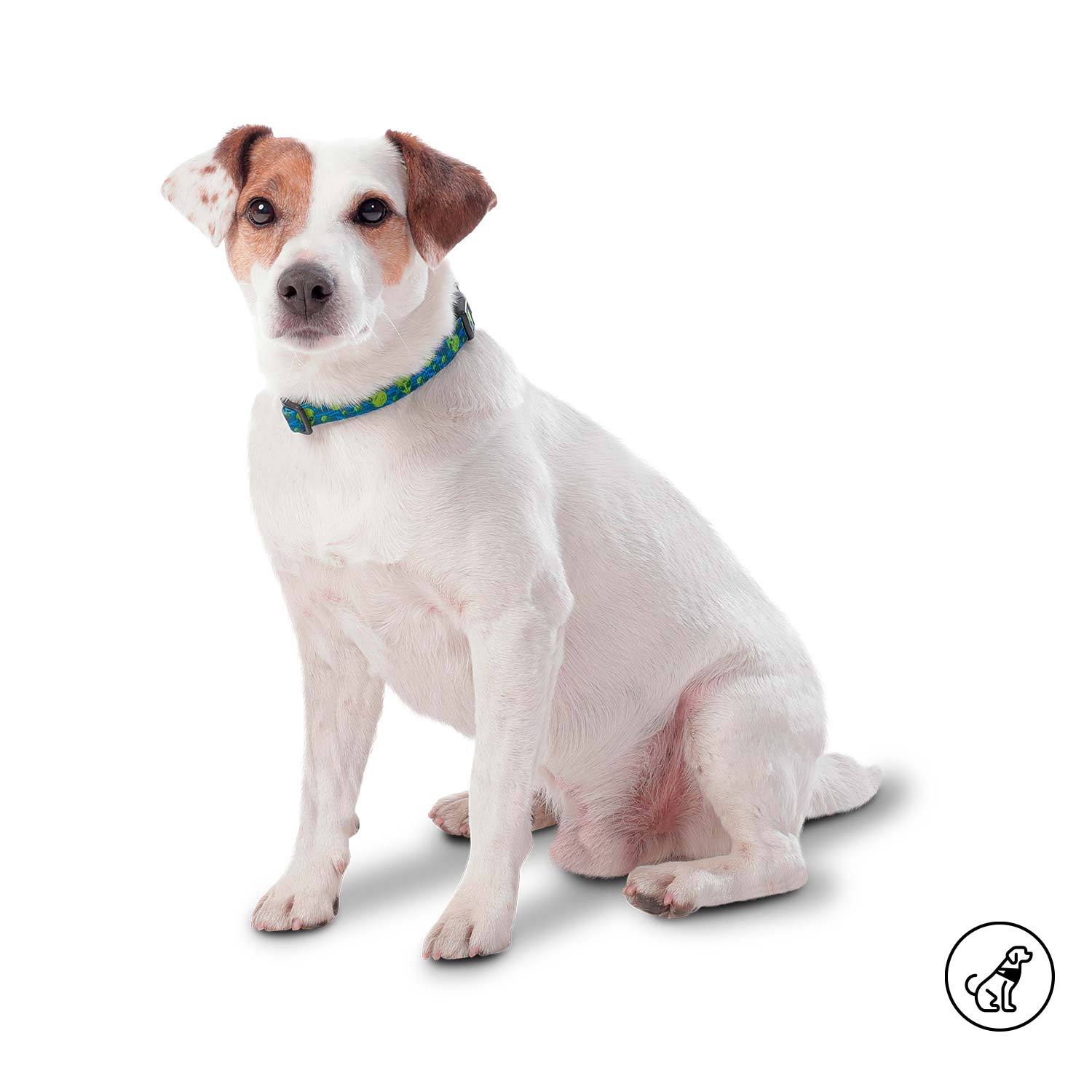 Collar para Perro Mylu Xl Azul