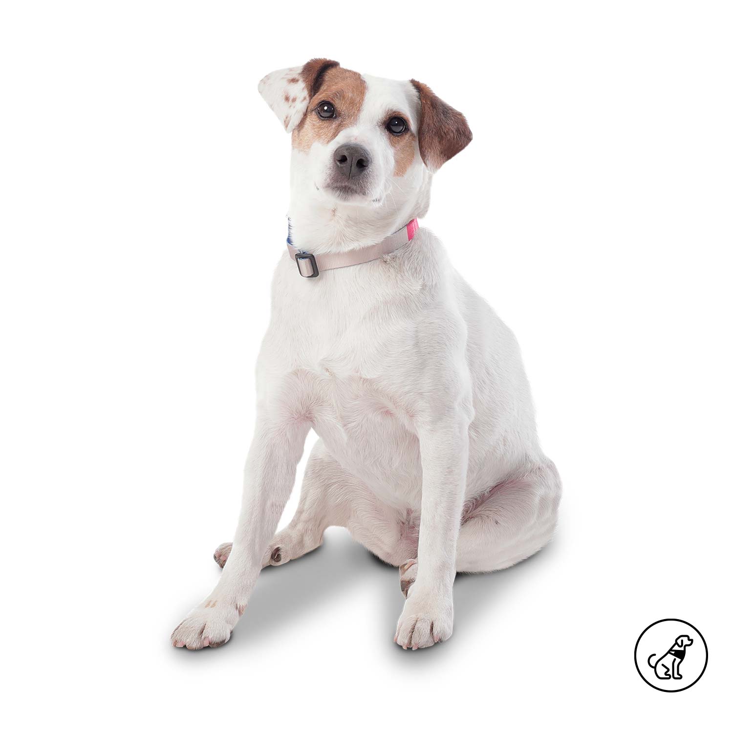 Collar Ajustable Mylu Grande Para Perro