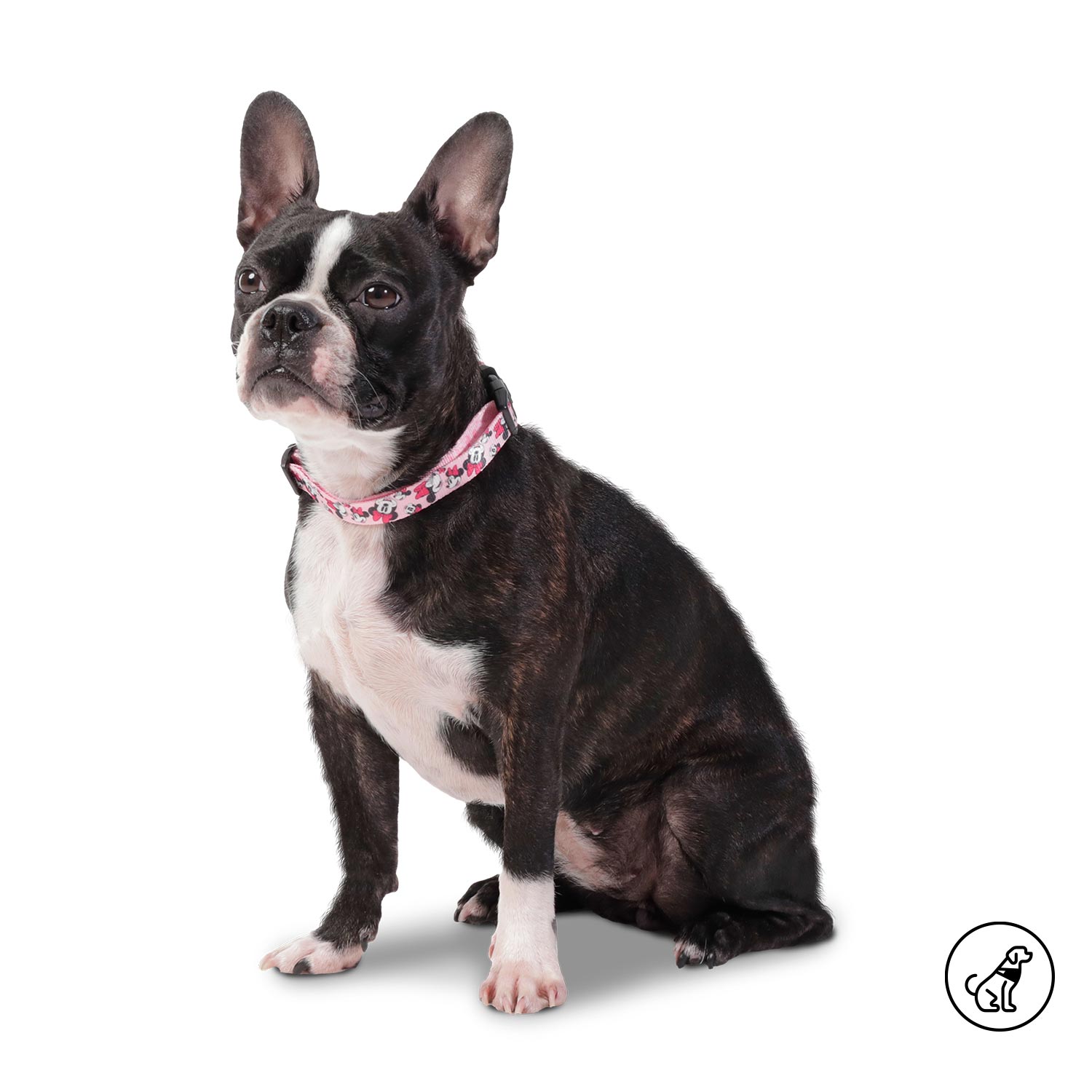 Collar Minnie Mouse Mylu Grande Para Perro