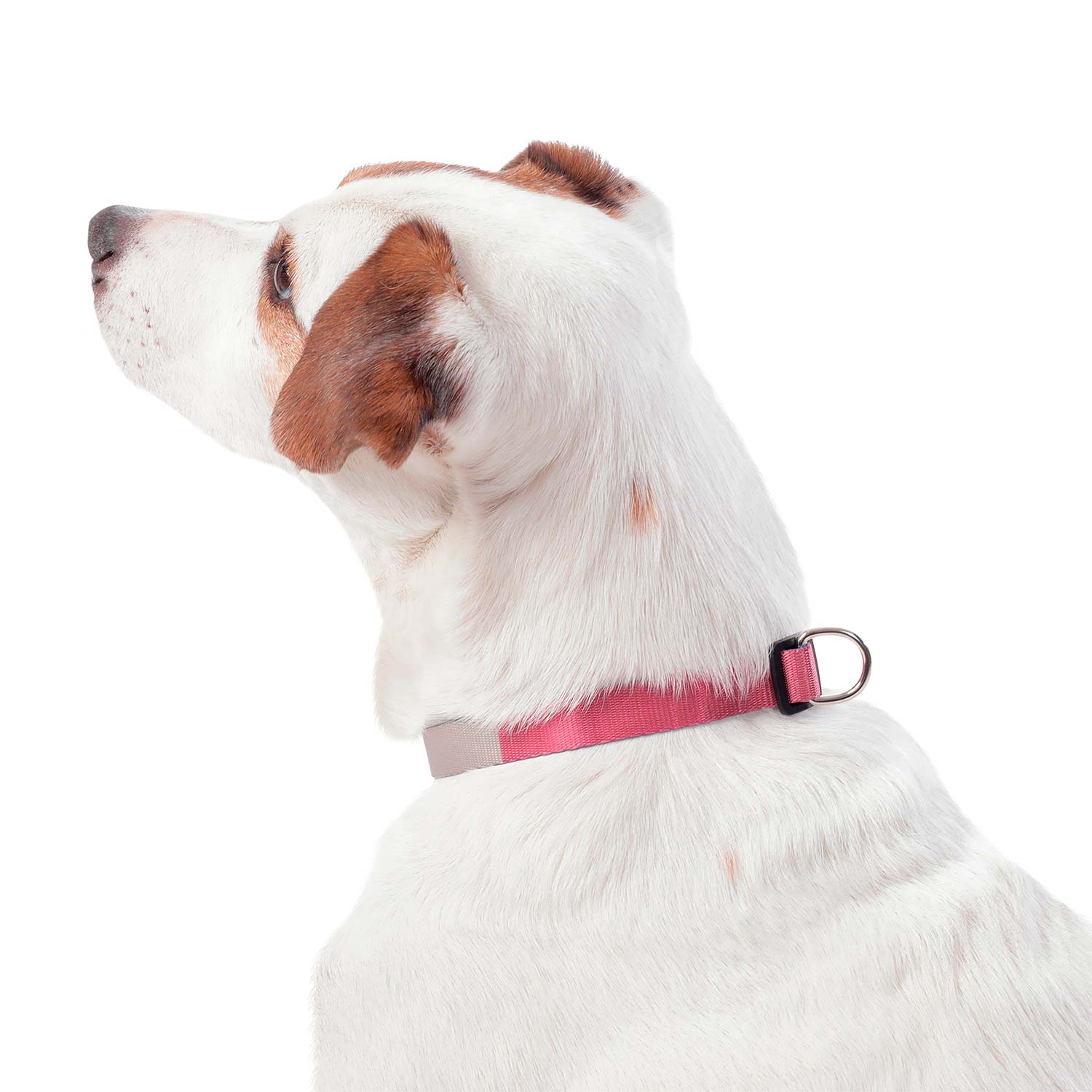 Collar Ajustable Mylu Grande Para Perro