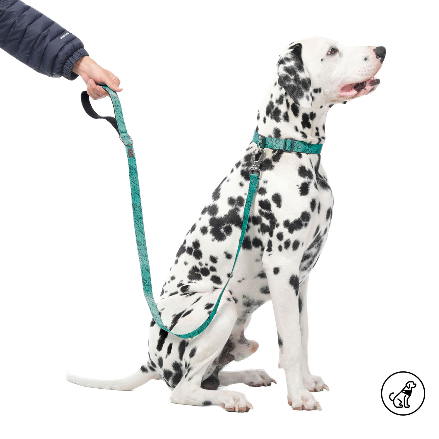 Correa para Perro Sencilla Odye L Verde