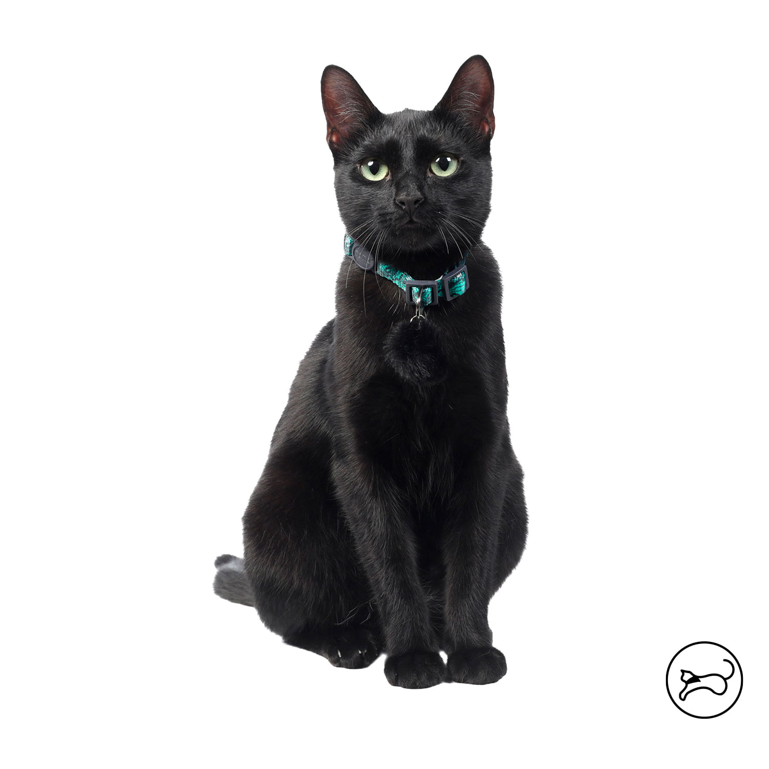 Collar para Gato Meow color Verde