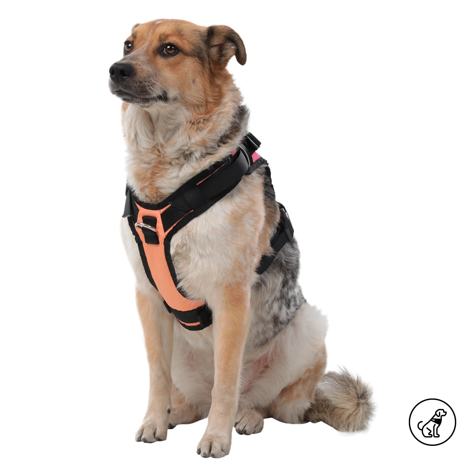 Arnés Pechera para Perro Rex M Azul/Rosado/Naranja