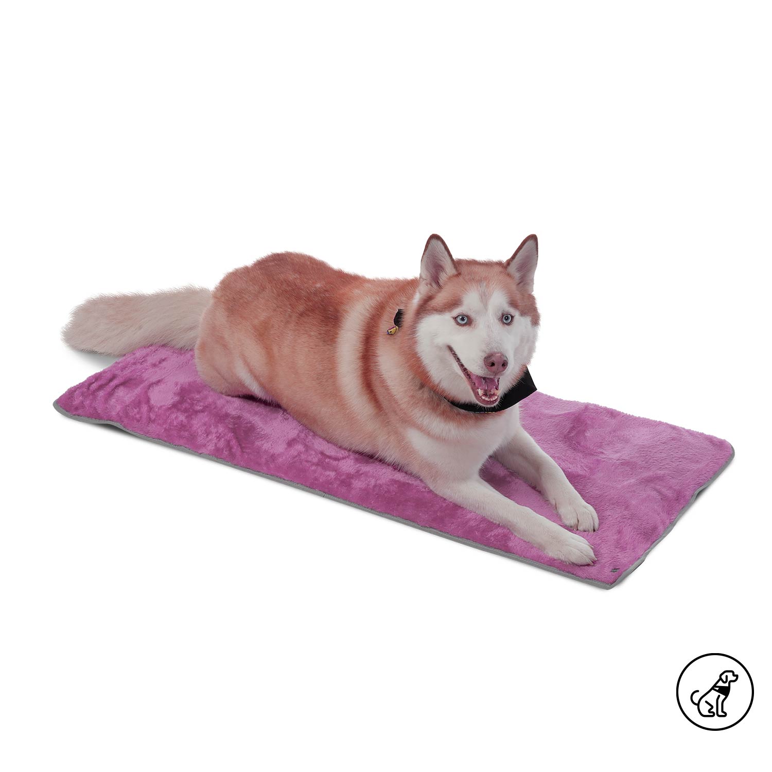 Cama Plegable Portatil Sherpy Grande Morada