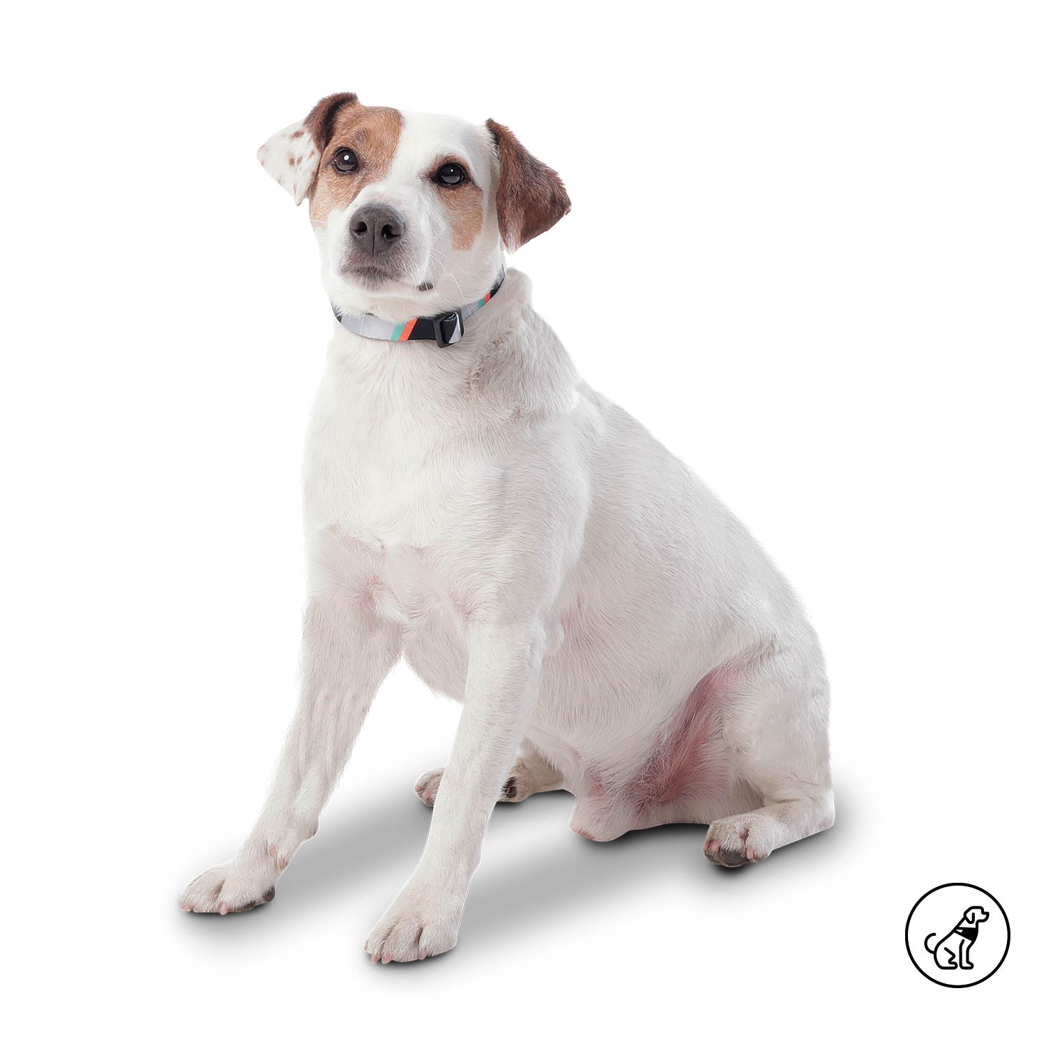 Collar Ajustable Mylu Grande Para Perro