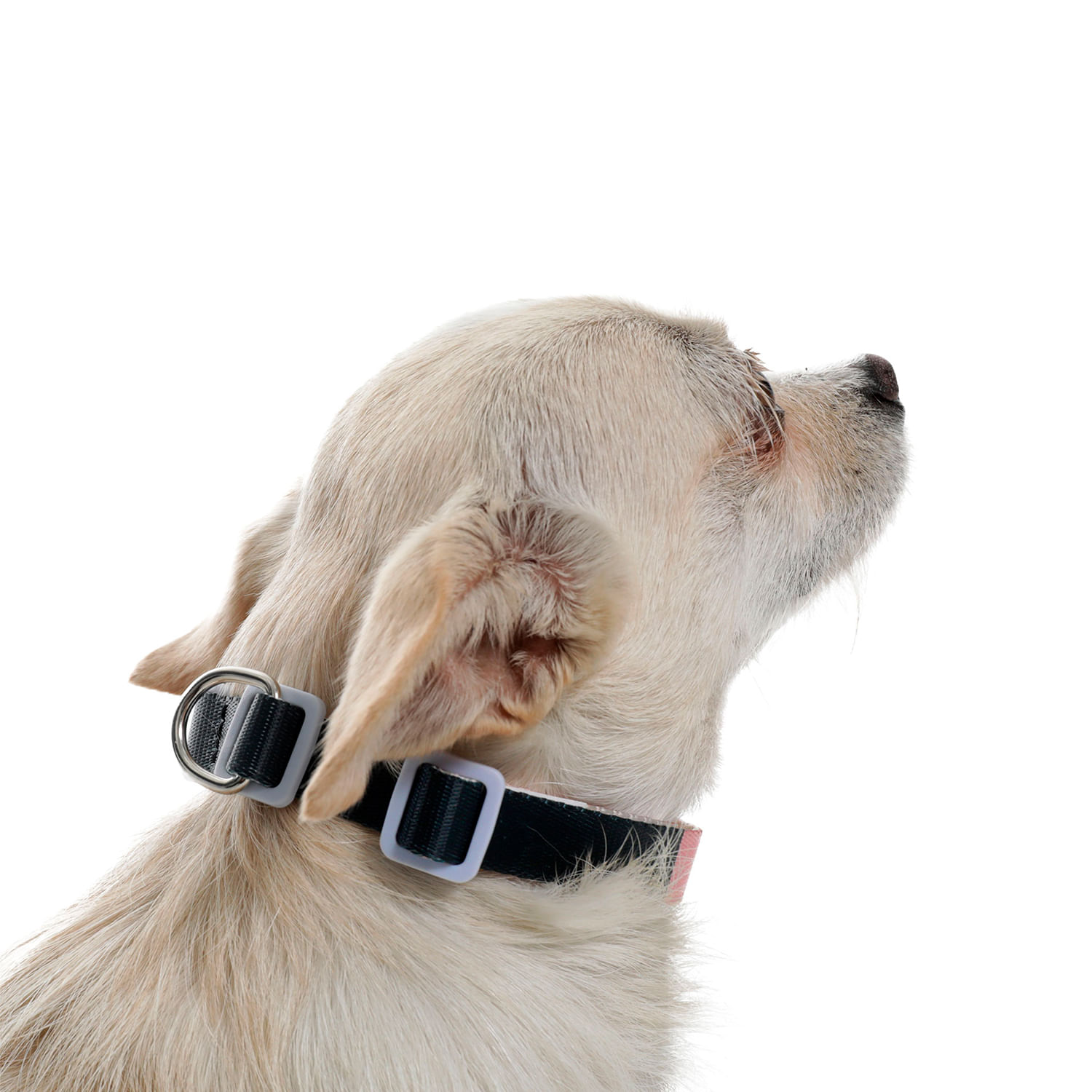Collar para perro Mylu Xs Rosada