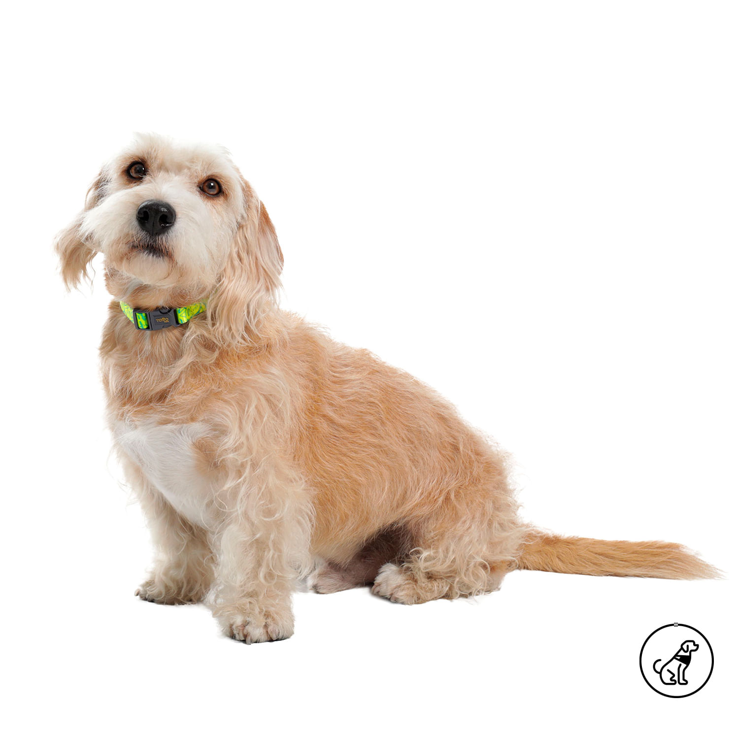 Collar para Perro Mylu Xs Amarillo
