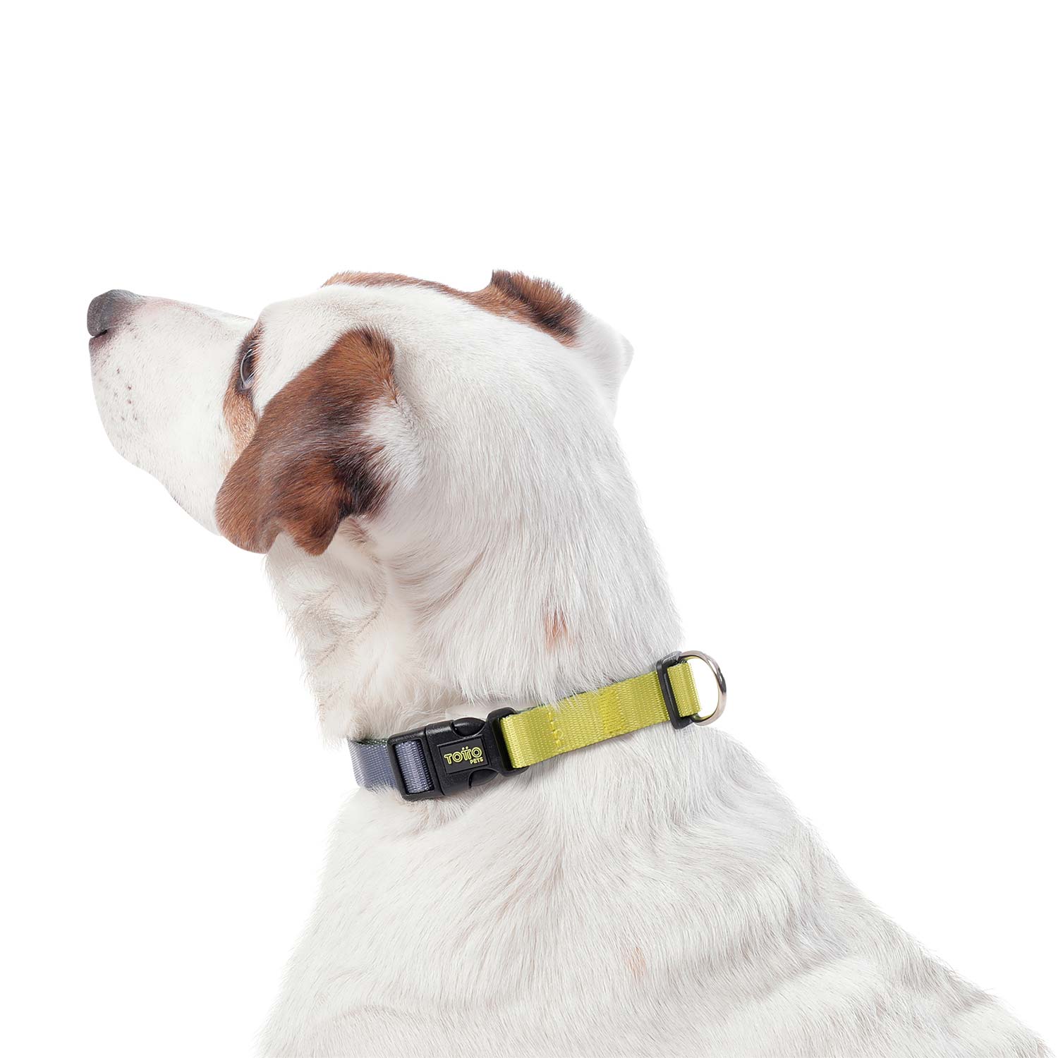 Collar Ajustable Mylu Grande Para Perro