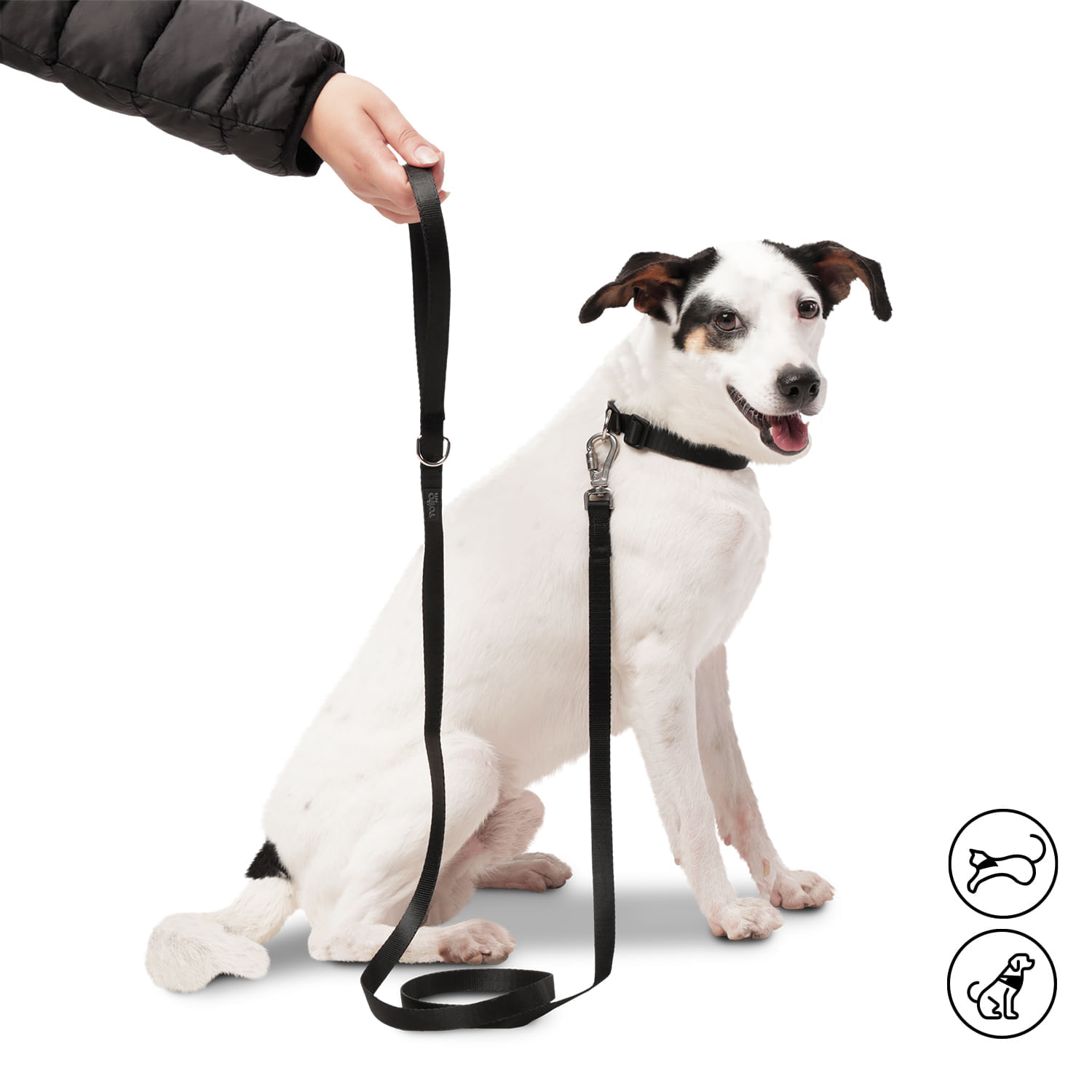 Correa para Perro Sencilla Odye L Negra