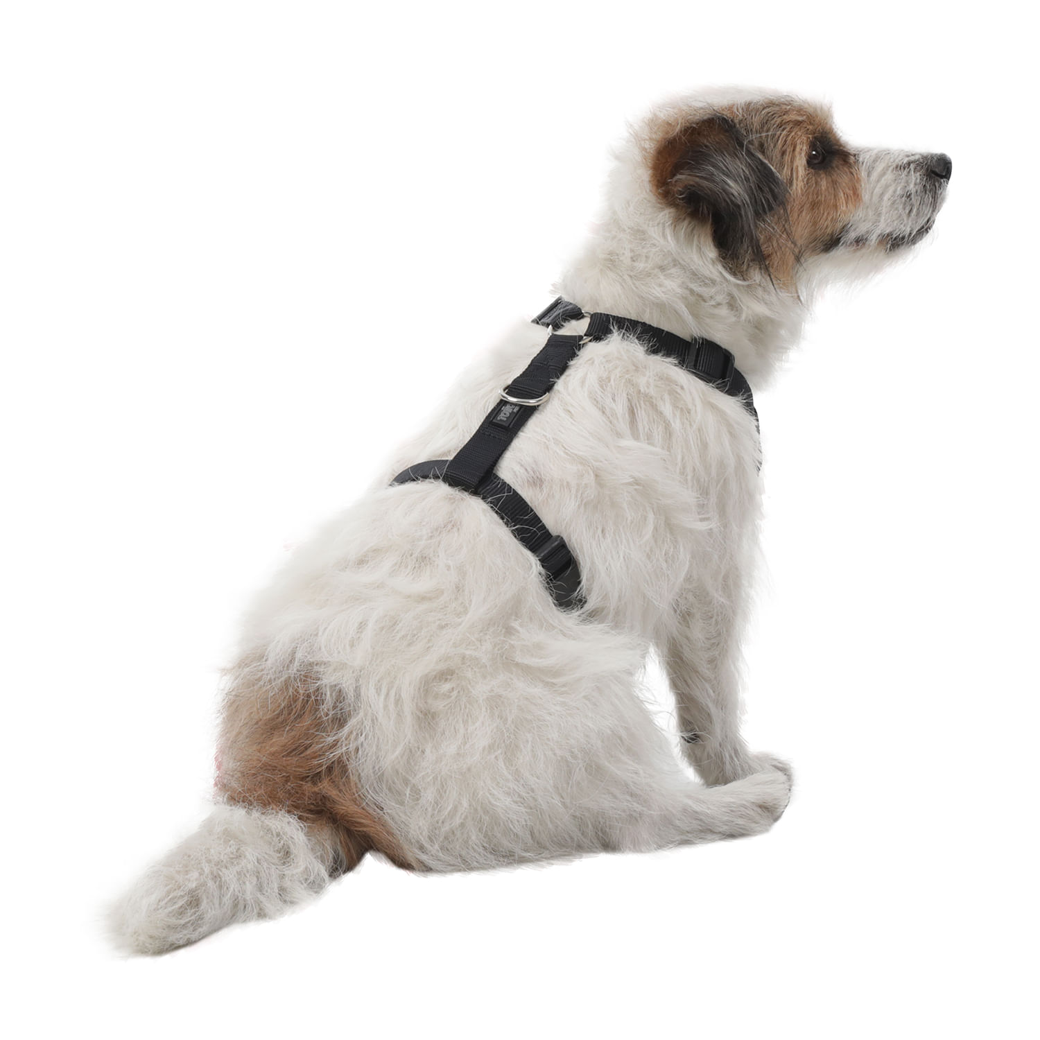 Arnés pechera para perro Taco M Negro