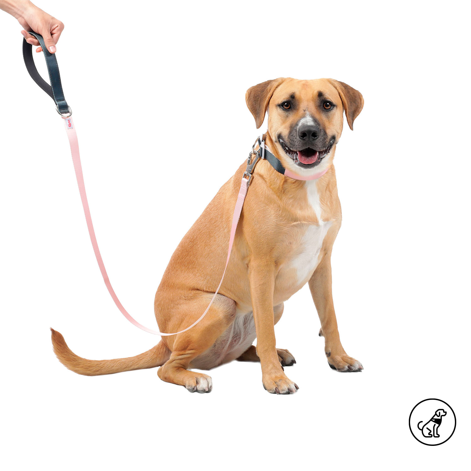 Correa para Perro Sencilla Odye L Rosada