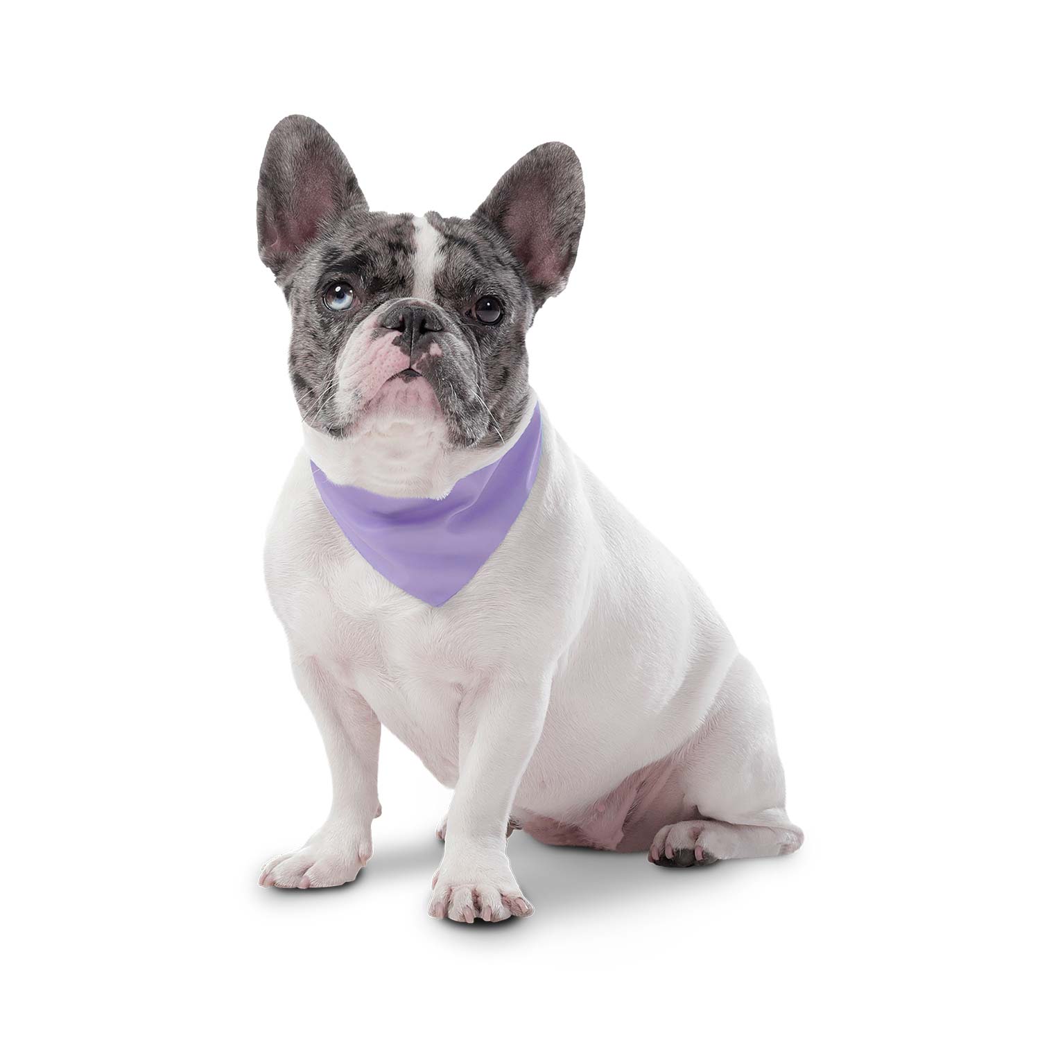 Pañuelo para perro Menta Doble Faz 2.0 Xl Morado