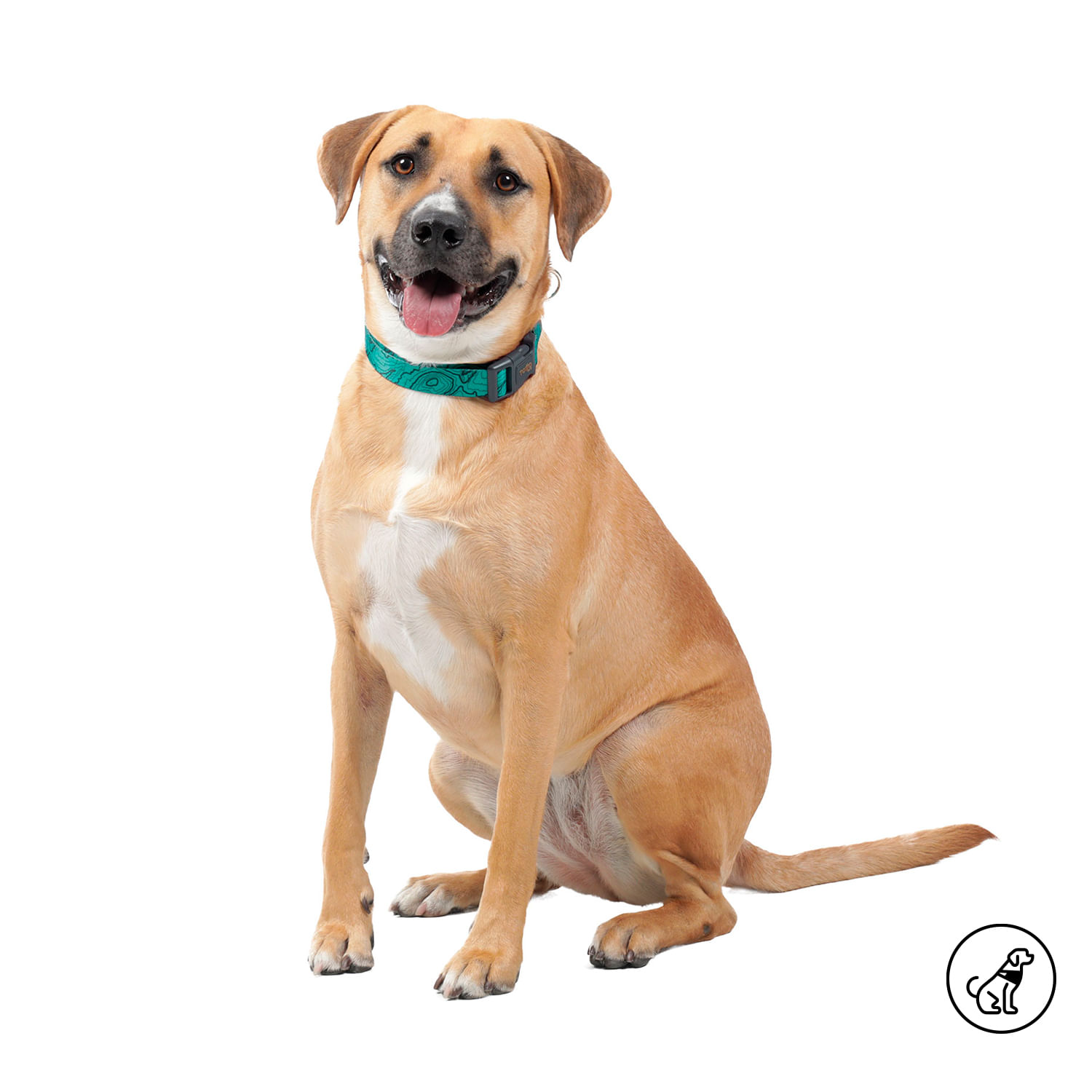 Collar para perro Mylu Xl Verde