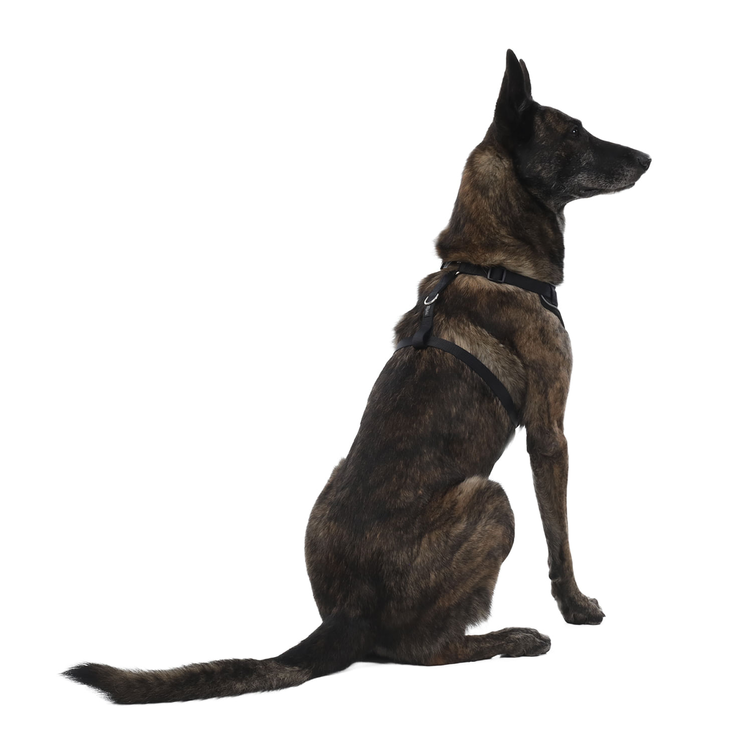 Arnés pechera para perro Taco L Negro