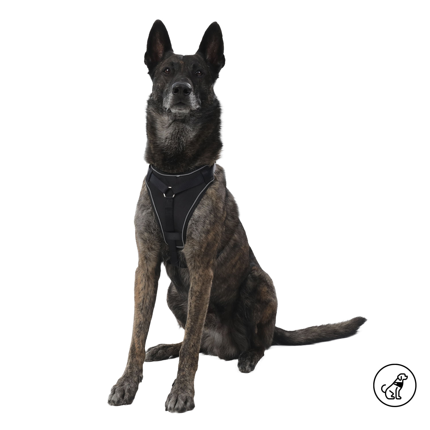 Arnés pechera para perro Taco L Negro