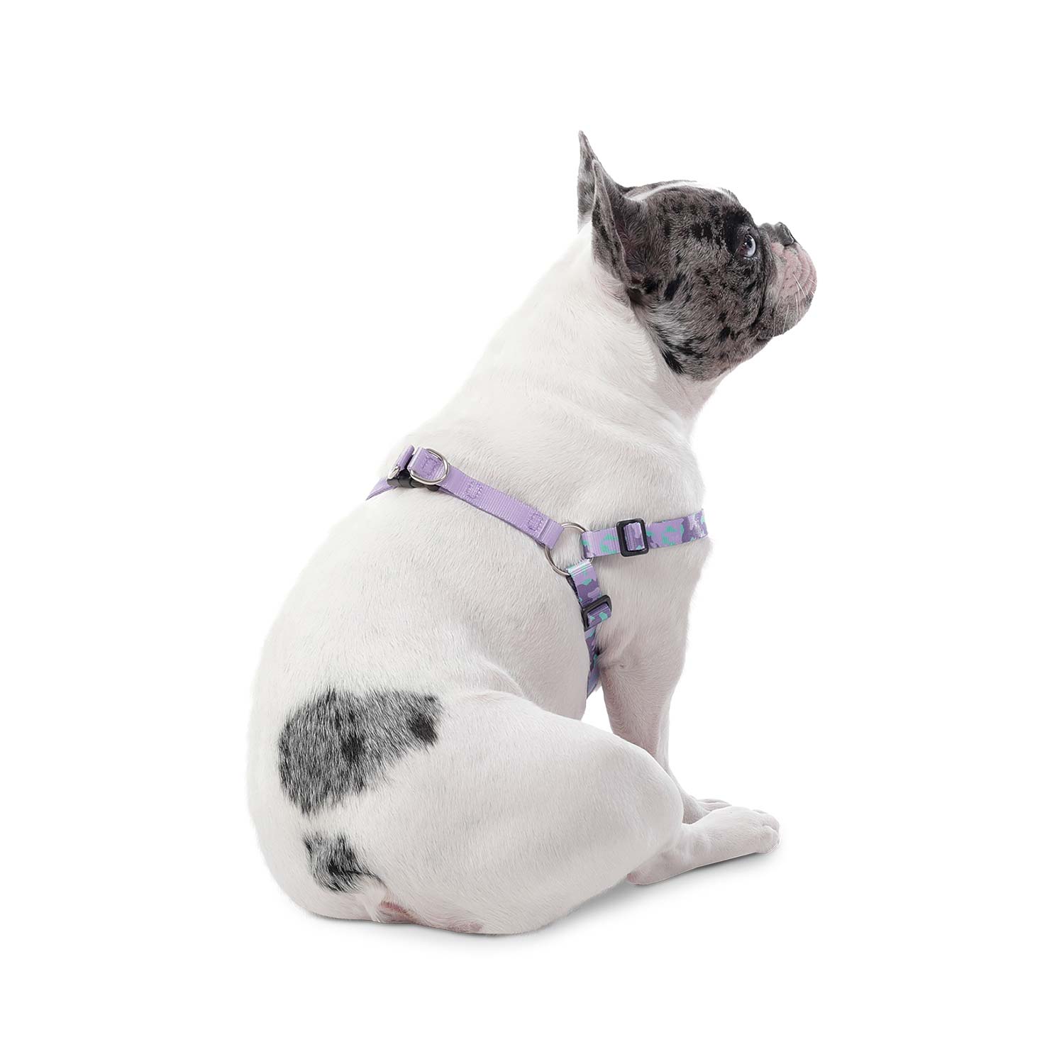 Arnés grande para Perro Brunno Xl Morado