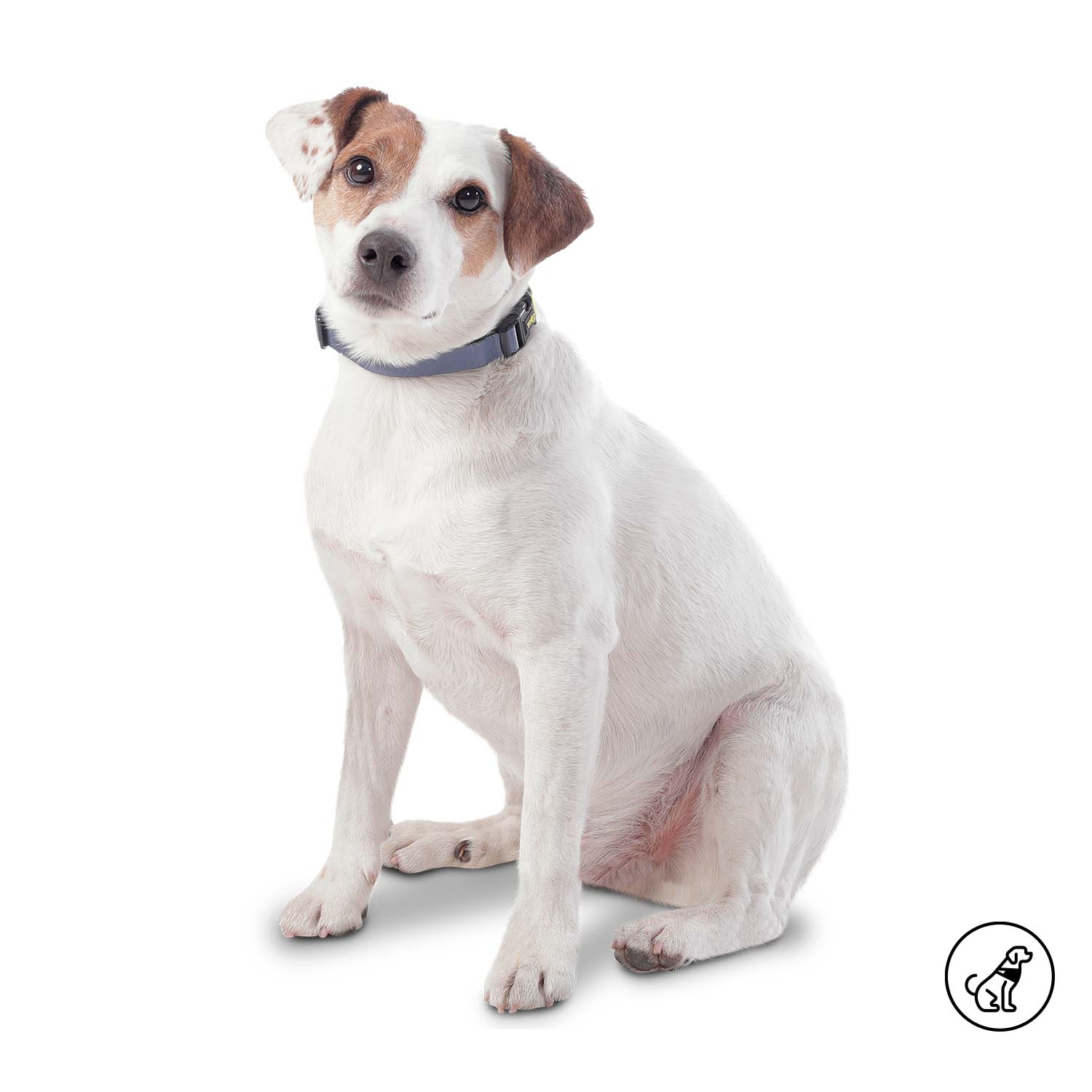 Collar Ajustable Mylu Grande Para Perro