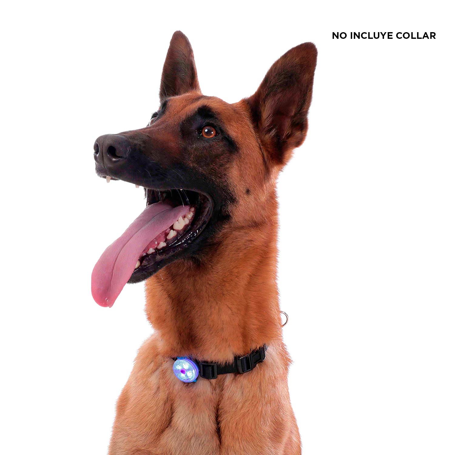Linterna para mascota Megan Azul