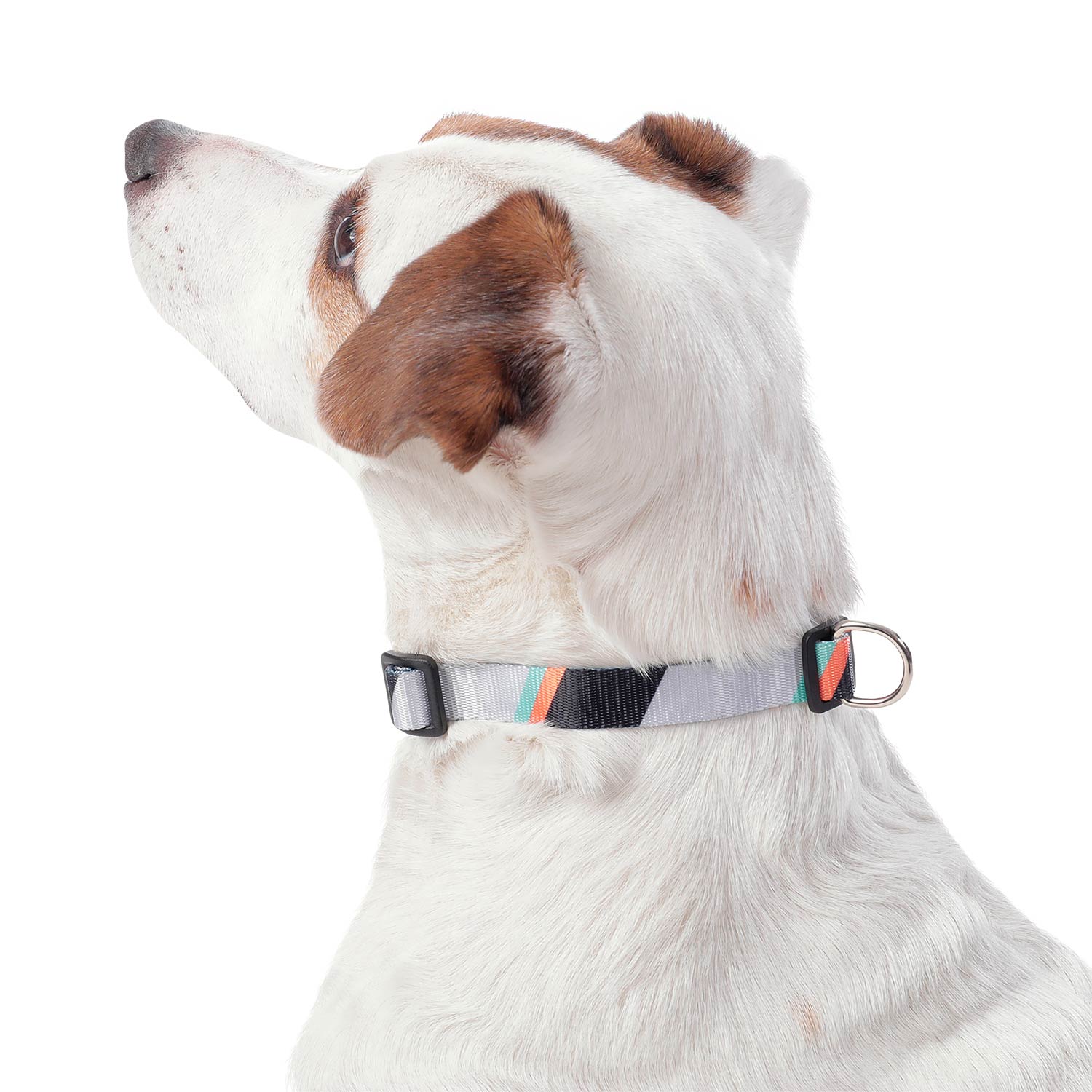 Collar Ajustable Mylu Grande Para Perro