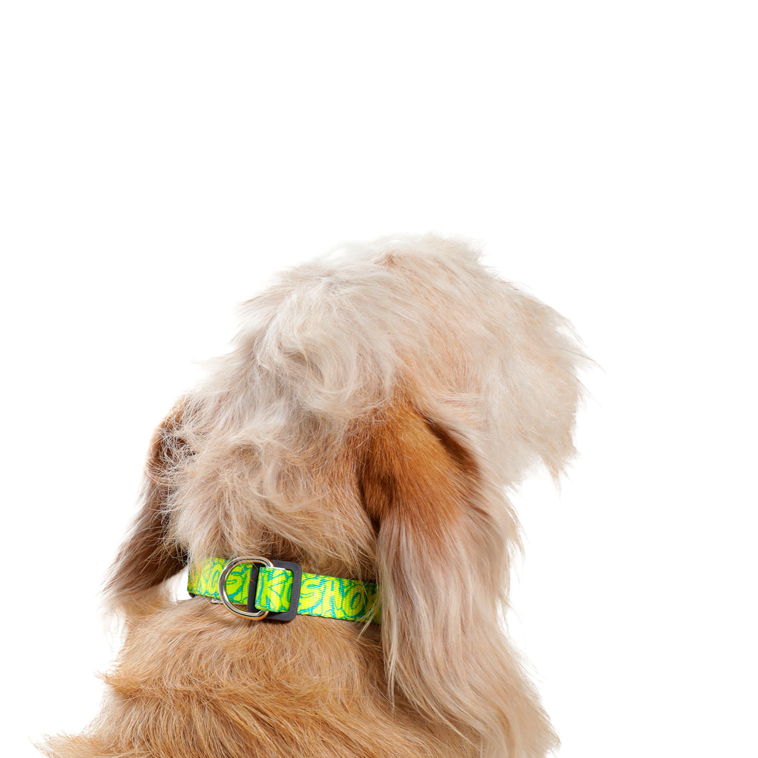 Collar para Perro Mylu M Amarillo