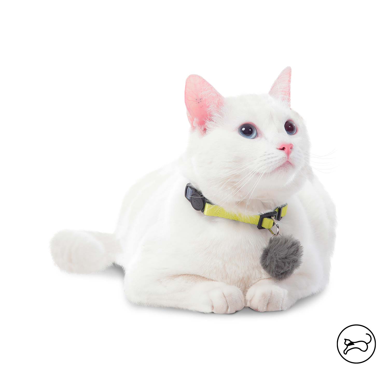Collar Ajustable Meow Para Gato