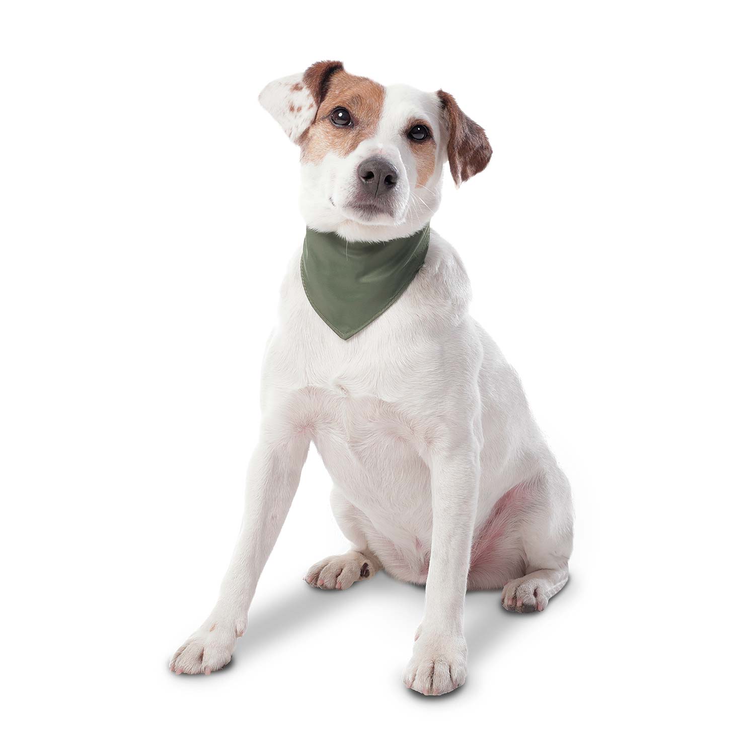 Pañoleta Menta 2.0 Grande Para Mascota