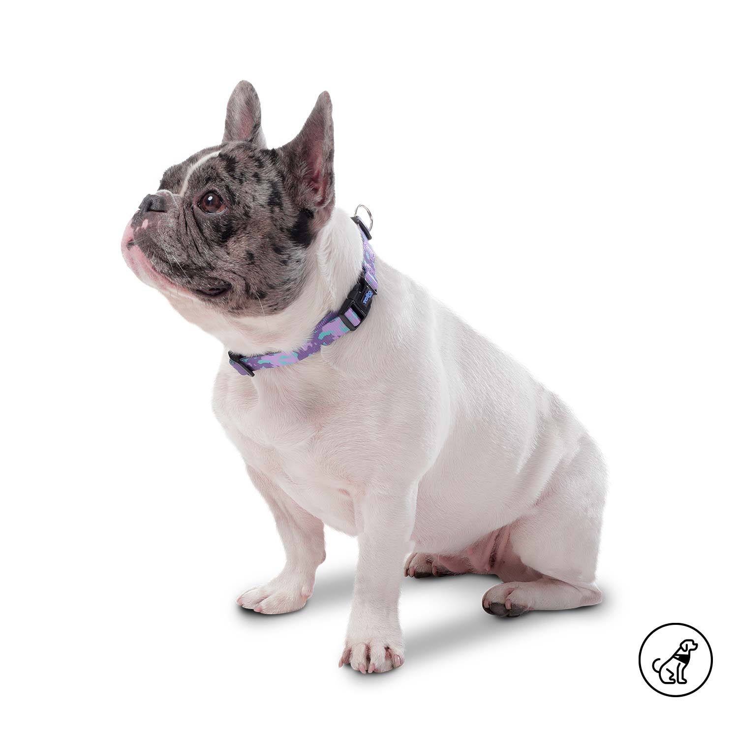 Collar para Perro Mylu Xl Morado